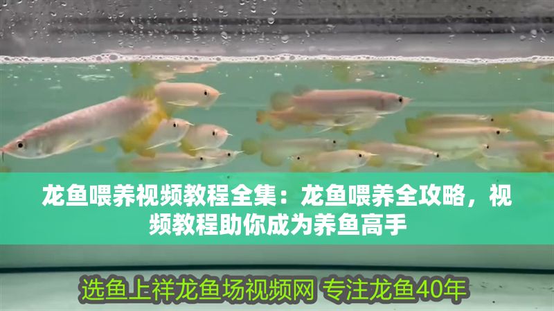 龍魚喂養視頻教程全集：龍魚喂養全攻略，視頻教程助你成為養魚高手