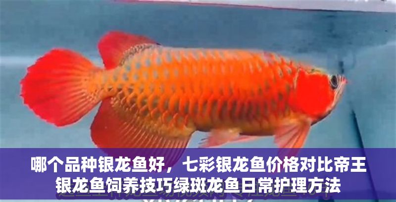 哪個品種銀龍魚好，七彩銀龍魚價格對比帝王銀龍魚飼養技巧綠斑龍魚日常護理方法 哪個品種銀龍魚好，七彩銀龍魚價格對比帝王銀龍魚飼養技巧綠斑龍魚日常護理方法 龍魚百科 第2張
