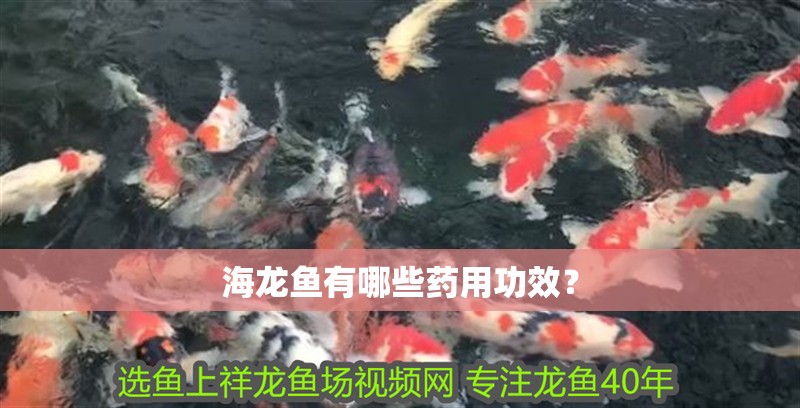 海龍魚有哪些藥用功效？