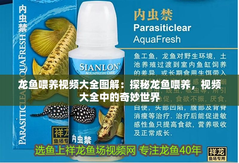 龍魚喂養視頻大全圖解：探秘龍魚喂養，視頻大全中的奇妙世界