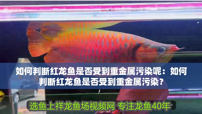 如何判斷紅龍魚是否受到重金屬污染呢：如何判斷紅龍魚是否受到重金屬污染？