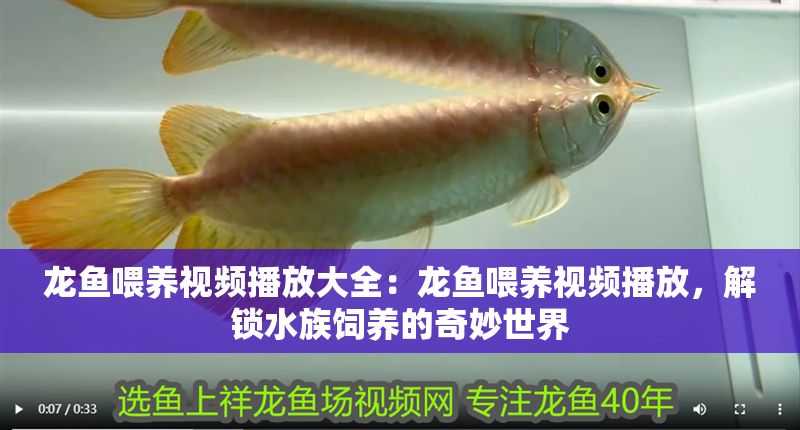 龍魚喂養視頻播放大全：龍魚喂養視頻播放，解鎖水族飼養的奇妙世界