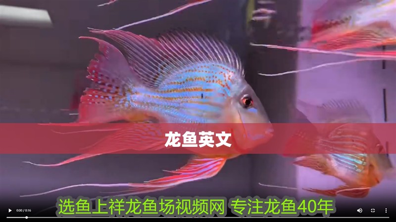 龍魚英文