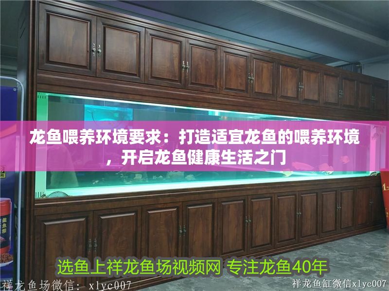 龍魚喂養(yǎng)環(huán)境要求：打造適宜龍魚的喂養(yǎng)環(huán)境，開啟龍魚健康生活之門
