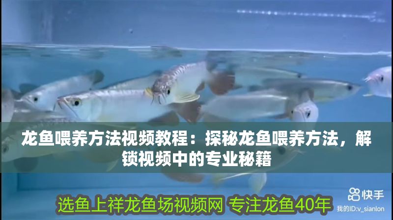 龍魚喂養方法視頻教程：探秘龍魚喂養方法，解鎖視頻中的專業秘籍