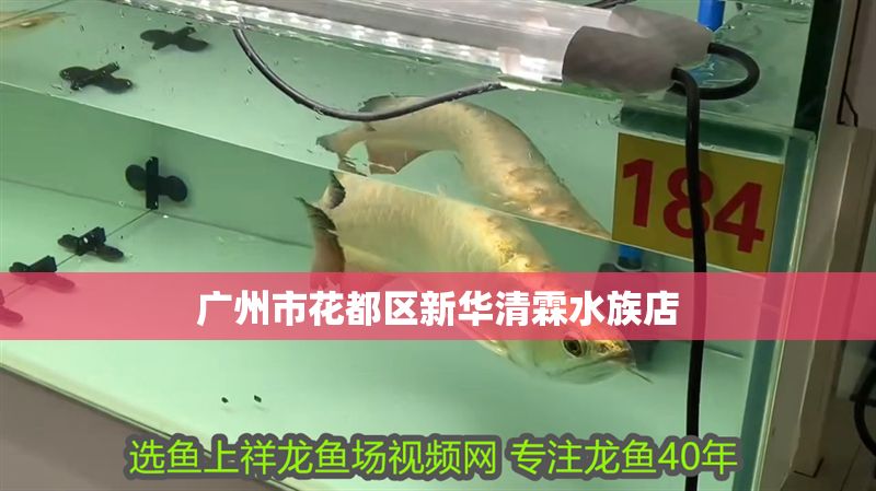 廣州市花都區新華清霖水族店