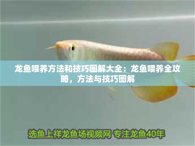 龍魚喂養(yǎng)方法和技巧圖解大全：龍魚喂養(yǎng)全攻略，方法與技巧圖解