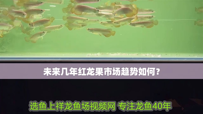 未來幾年紅龍果市場趨勢如何？