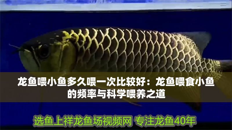 龍魚喂小魚多久喂一次比較好：龍魚喂食小魚的頻率與科學喂養之道