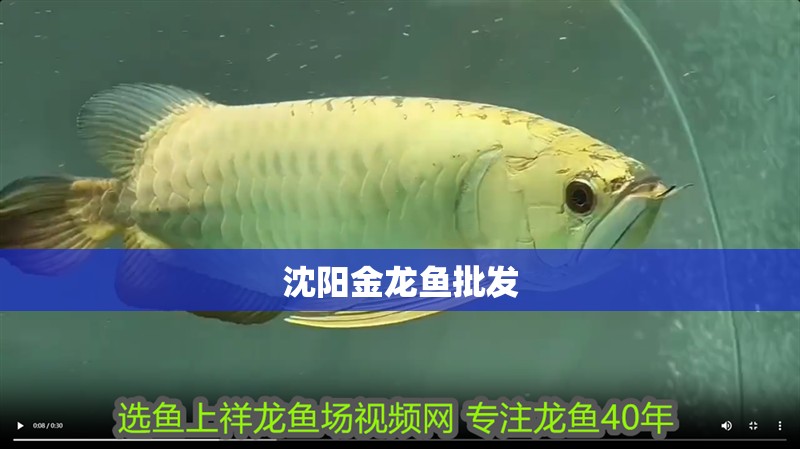 沈陽金龍魚批發