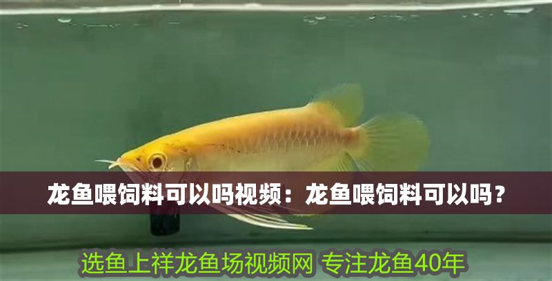 龍魚喂飼料可以嗎視頻：龍魚喂飼料可以嗎？