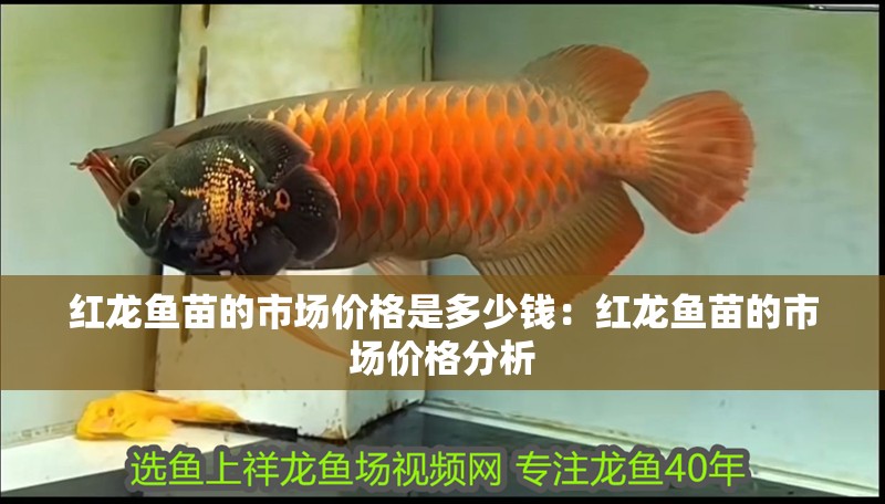 印尼虎魚多少溫度飼養(yǎng)最好:印尼虎魚多少溫度飼養(yǎng)最好印尼虎魚多少溫度飼養(yǎng)最好 紅龍魚苗的市場價格是多少錢:紅龍魚苗的市場價格分析 水族問答 紅龍魚苗的市場價格是多少錢:紅龍魚苗的市場價格分析 紅龍魚苗的市場價格是多少錢:紅龍魚苗的市場價格分析 水族問答