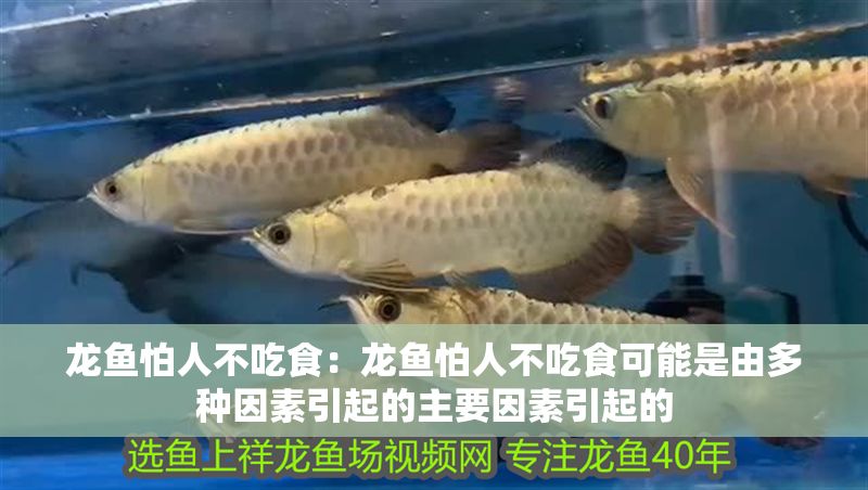 龍魚怕人不吃食：龍魚怕人不吃食可能是由多種因素引起的主要因素引起的