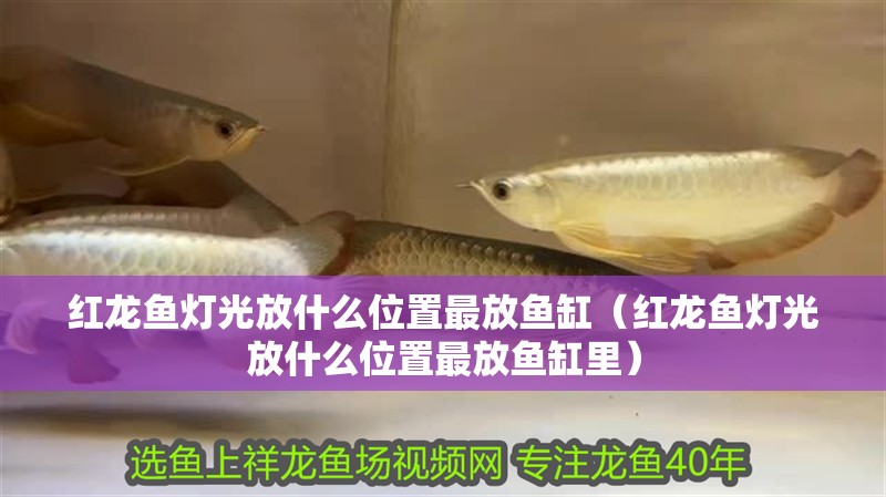 紅龍魚(yú)燈光放什么位置最放魚(yú)缸（紅龍魚(yú)燈光放什么位置最放魚(yú)缸里）