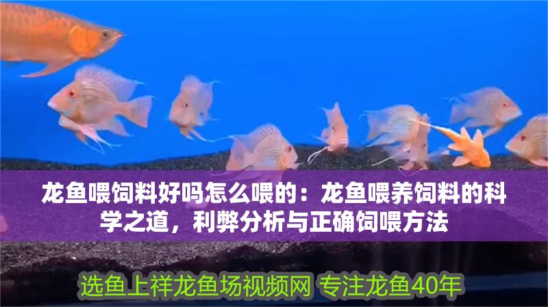 龍魚喂飼料好嗎怎么喂的：龍魚喂養飼料的科學之道，利弊分析與正確飼喂方法