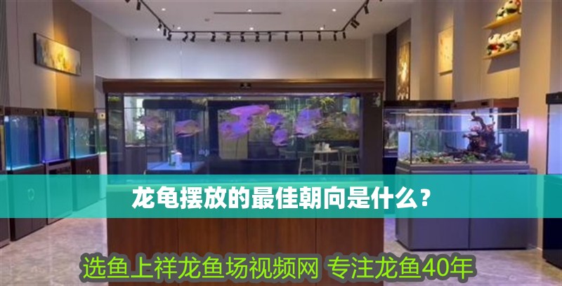 龍龜擺放的最佳朝向是什么？