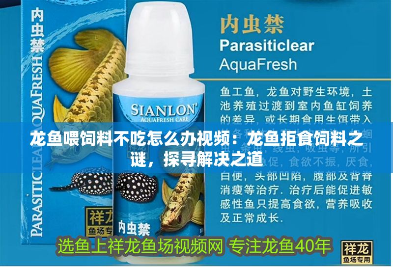 龍魚喂飼料不吃怎么辦視頻：龍魚拒食飼料之謎，探尋解決之道