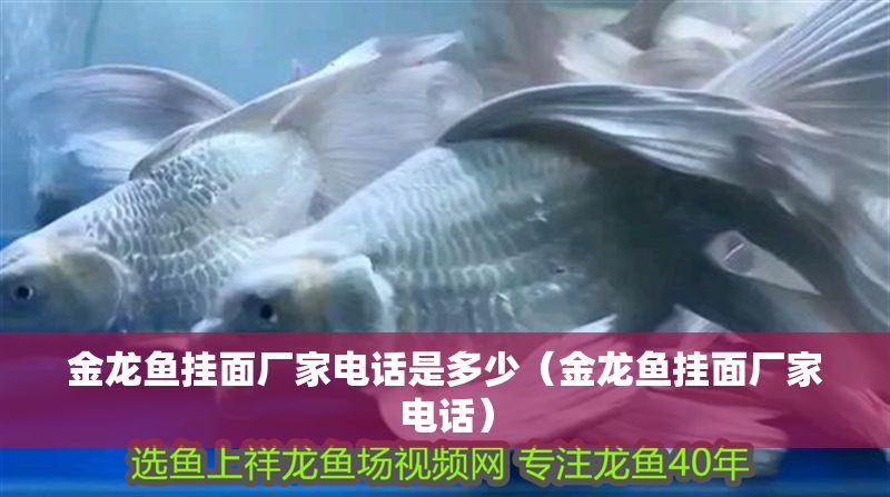 金龍魚掛面廠家電話是多少（金龍魚掛面廠家電話）