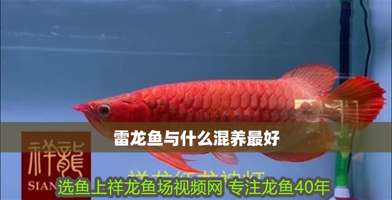 雷龍魚與什么混養最好
