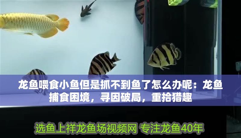 龍魚喂食小魚但是抓不到魚了怎么辦呢：龍魚捕食困境，尋因破局，重拾獵趣