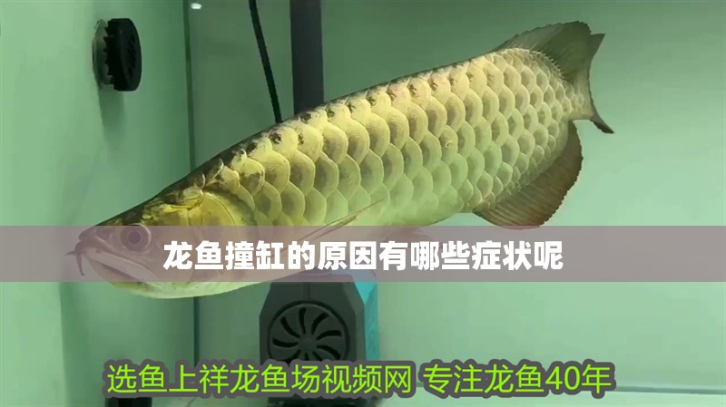 龍魚撞缸的原因有哪些癥狀呢