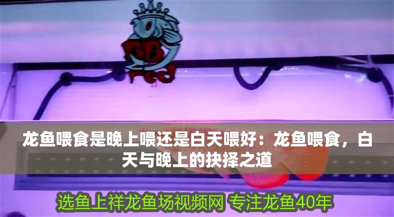 龍魚喂食是晚上喂還是白天喂好：龍魚喂食，白天與晚上的抉擇之道