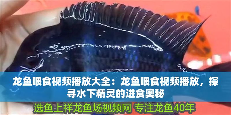 龍魚喂食視頻播放大全：龍魚喂食視頻播放，探尋水下精靈的進(jìn)食奧秘