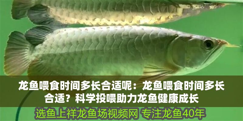 龍魚喂食時間多長合適呢：龍魚喂食時間多長合適？科學(xué)投喂助力龍魚健康成長