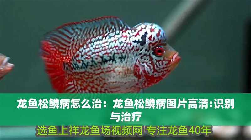 龍魚松鱗病怎么治：龍魚松鱗病圖片高清:識別與治療