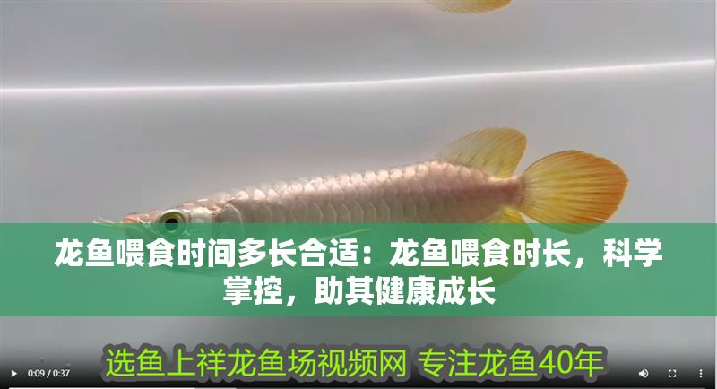 龍魚喂食時間多長合適：龍魚喂食時長，科學掌控，助其健康成長