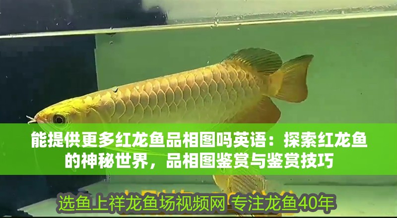能提供更多紅龍魚品相圖嗎英語：探索紅龍魚的神秘世界，品相圖鑒賞與鑒賞技巧