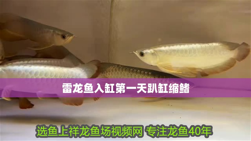 紅龍魚用黃燈烤有用嗎 雷龍魚入缸第一天趴缸縮鰭 龍魚百科 雷龍魚入缸第一天趴缸縮鰭 雷龍魚入缸第一天趴缸縮鰭 龍魚百科