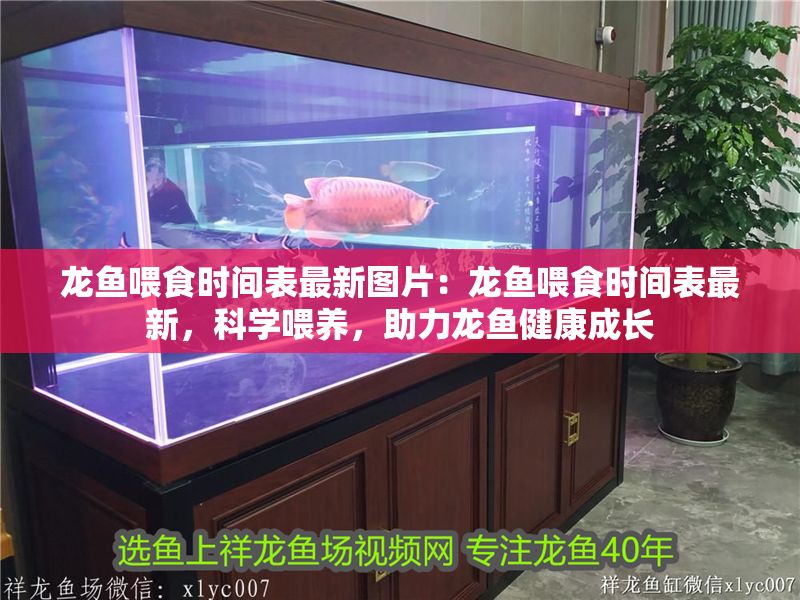 龍魚喂食時間表最新圖片：龍魚喂食時間表最新，科學喂養，助力龍魚健康成長