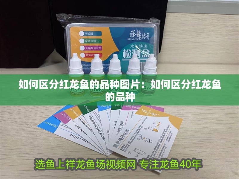 如何區(qū)分紅龍魚的品種圖片：如何區(qū)分紅龍魚的品種