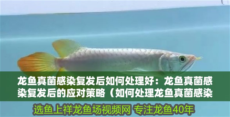 龍魚真菌感染復(fù)發(fā)后如何處理好：龍魚真菌感染復(fù)發(fā)后的應(yīng)對策略（如何處理龍魚真菌感染復(fù)發(fā)）