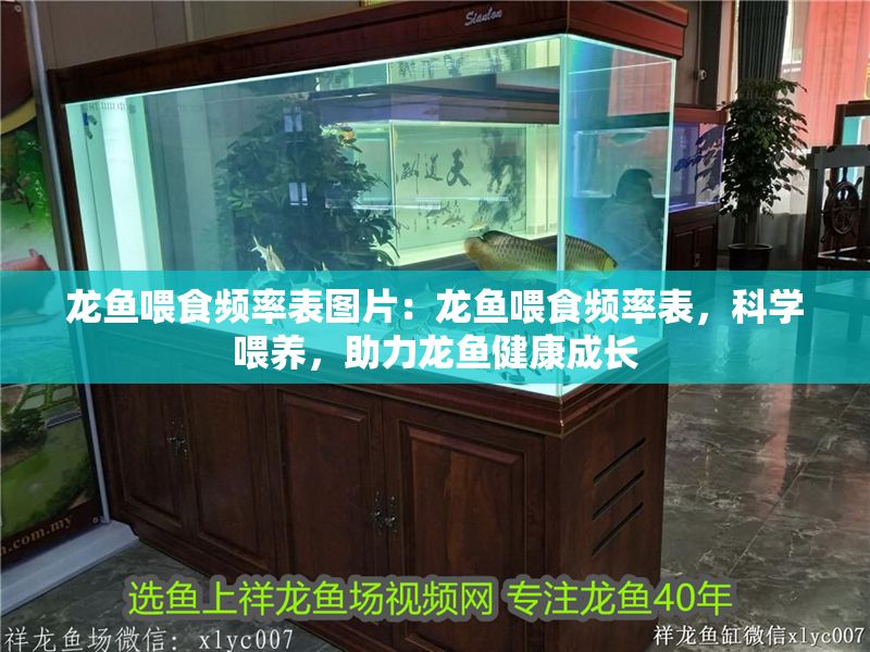 龍魚喂食頻率表圖片：龍魚喂食頻率表，科學喂養，助力龍魚健康成長