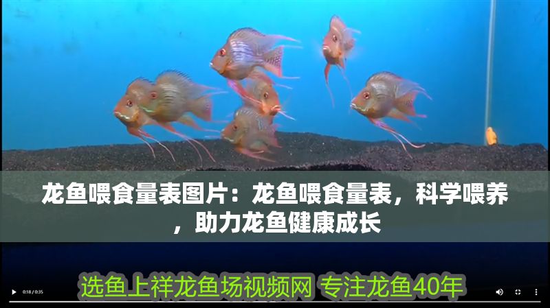 龍魚喂食量表圖片：龍魚喂食量表，科學(xué)喂養(yǎng)，助力龍魚健康成長