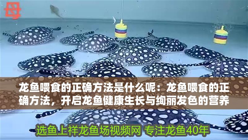 龍魚喂食的正確方法是什么呢：龍魚喂食的正確方法，開啟龍魚健康生長與絢麗發色的營養密鑰