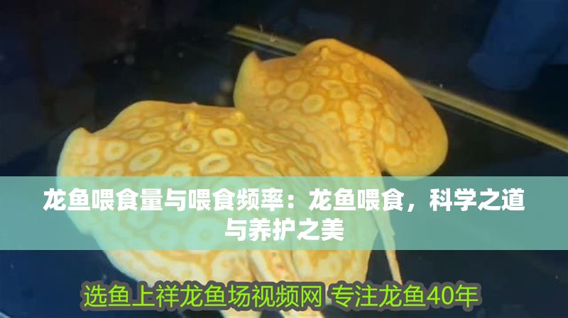 龍魚喂食量與喂食頻率：龍魚喂食，科學之道與養護之美