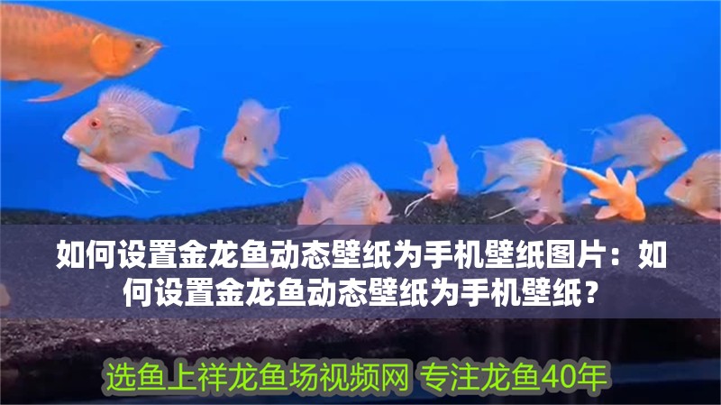 如何設置金龍魚動態(tài)壁紙為手機壁紙圖片：如何設置金龍魚動態(tài)壁紙為手機壁紙？