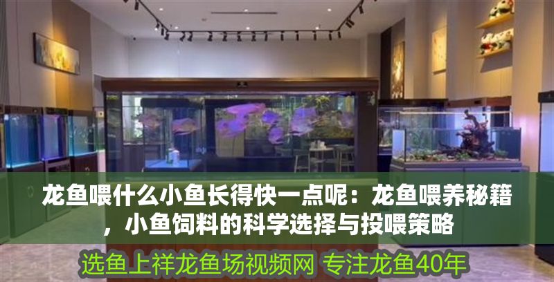 龍魚喂什么小魚長得快一點呢：龍魚喂養秘籍，小魚飼料的科學選擇與投喂策略