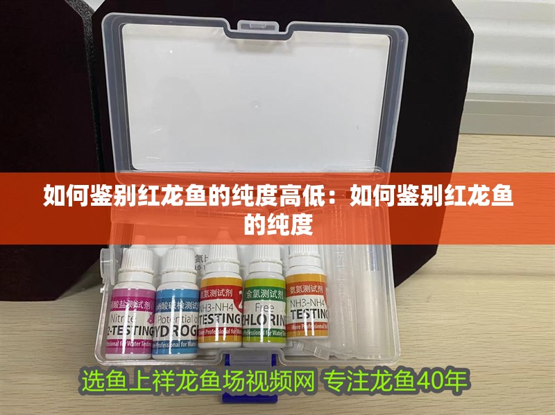 如何鑒別紅龍魚的純度高低：如何鑒別紅龍魚的純度