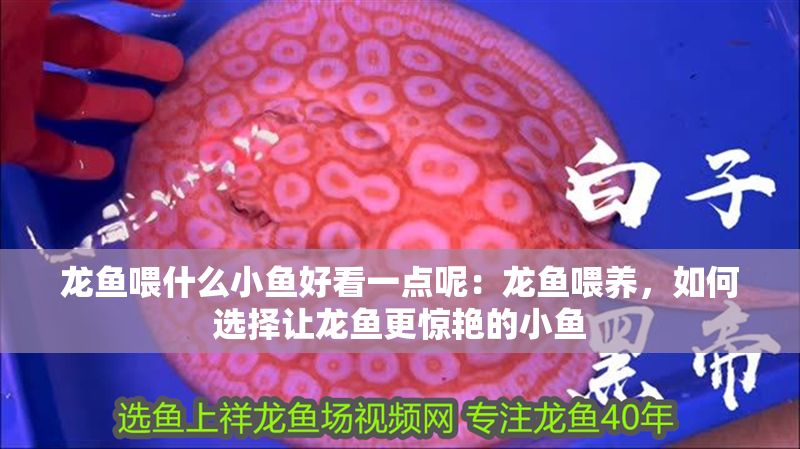 龍魚喂什么小魚好看一點(diǎn)呢：龍魚喂養(yǎng)，如何選擇讓龍魚更驚艷的小魚