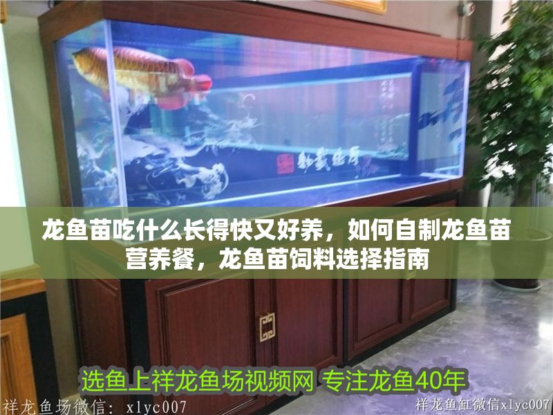 龍魚苗吃什么長得快又好養，如何自制龍魚苗營養餐，龍魚苗飼料選擇指南