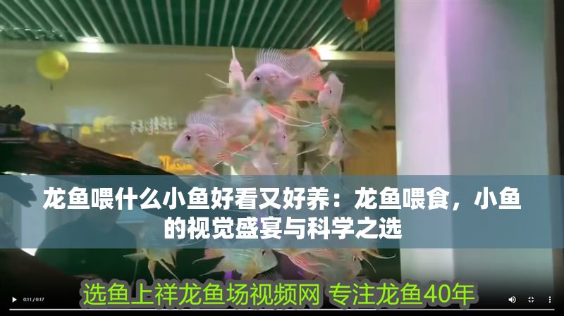 龍魚喂什么小魚好看又好養：龍魚喂食，小魚的視覺盛宴與科學之選