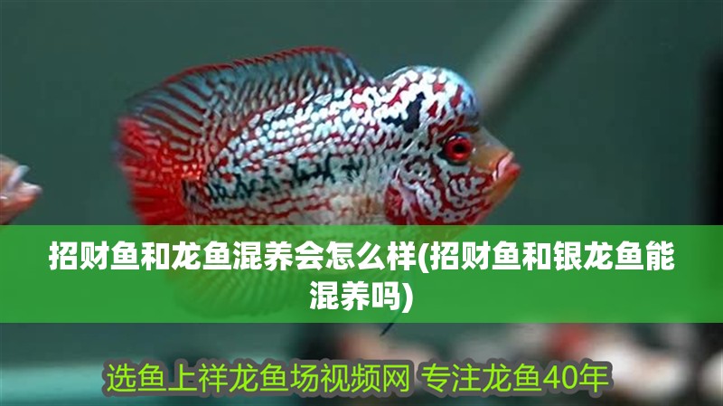 招財魚和龍魚混養會怎么樣(招財魚和銀龍魚能混養嗎) 招財魚和龍魚混養會怎么樣(招財魚和銀龍魚能混養嗎) 銀龍魚百科