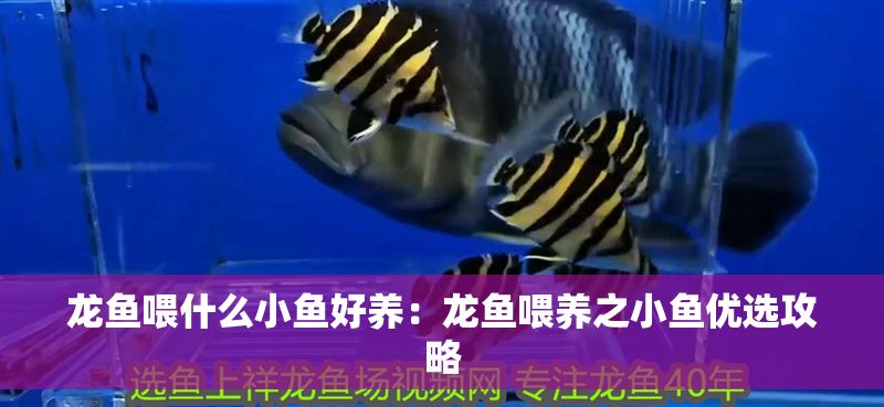 龍魚喂什么小魚好養：龍魚喂養之小魚優選攻略