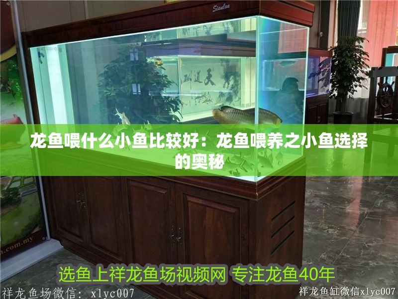 龍魚喂什么小魚比較好：龍魚喂養之小魚選擇的奧秘