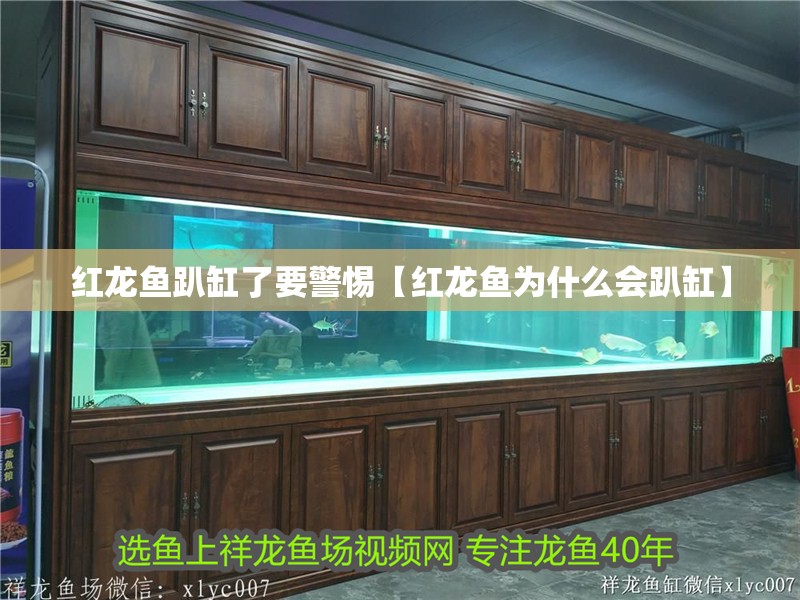 紅龍魚趴缸了要警惕【紅龍魚為什么會(huì)趴缸】