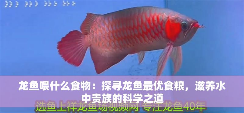 龍魚喂什么食物：探尋龍魚最優食糧，滋養水中貴族的科學之道